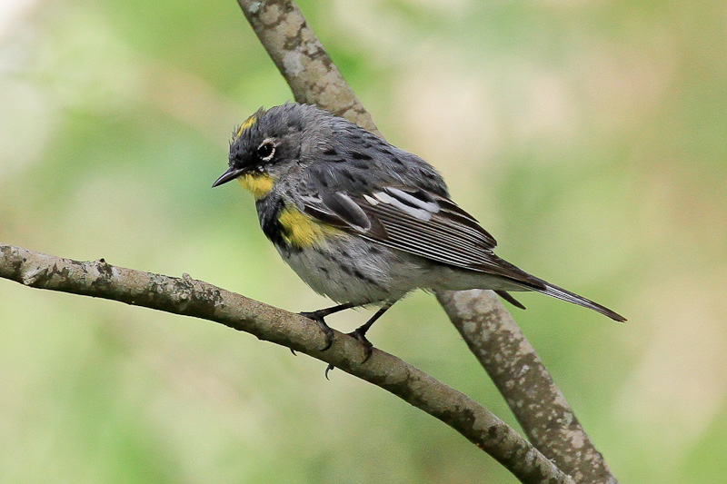 Audubon's Warbler