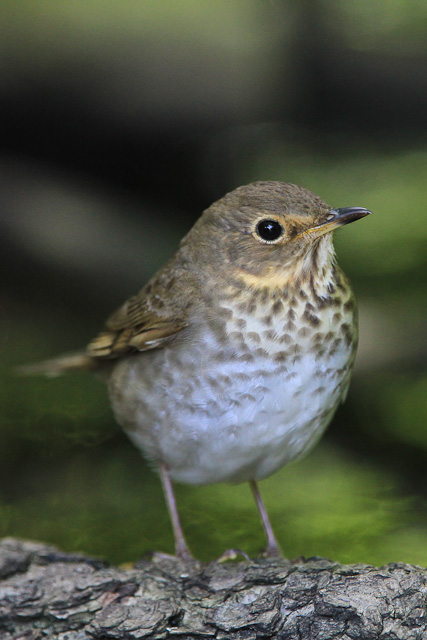 Swainson's Thrush