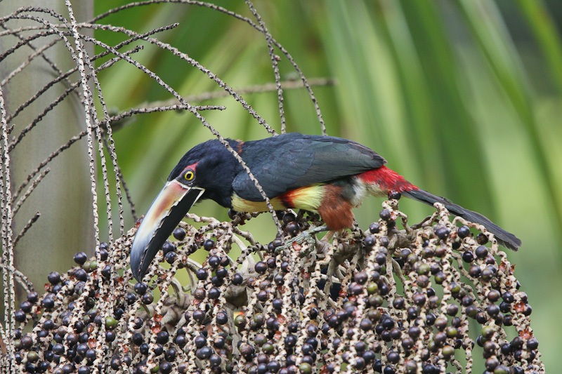 Collared Aracari