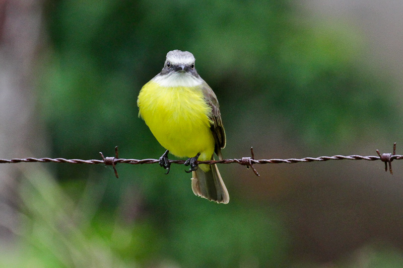 Gray-capped Flycatcher