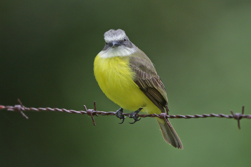 Gray-capped Flycatcher