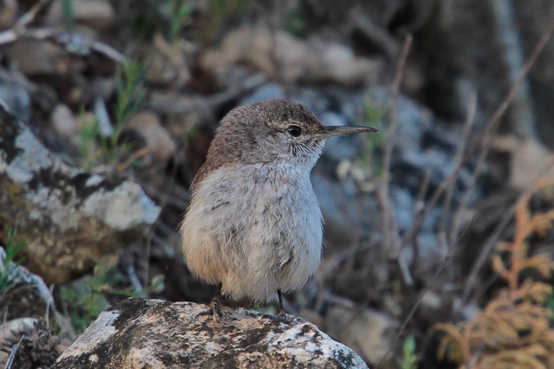 Rock Wren