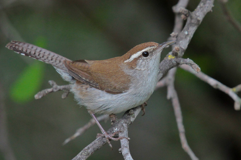 Bewick's Wren