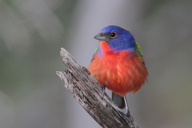 Painted Bunting