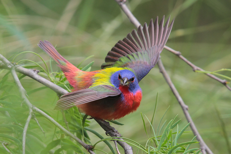 Painted Bunting