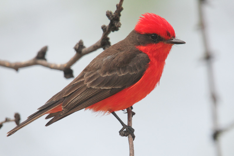 Vermilion Flycatcher