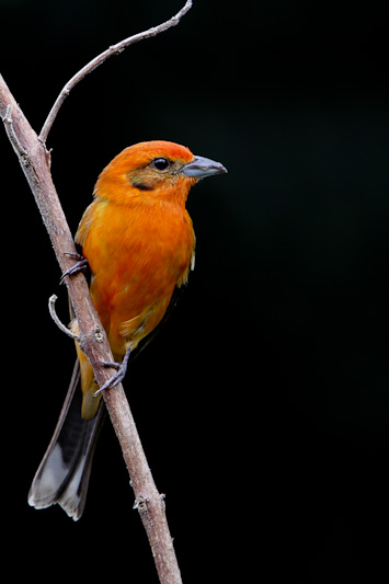 Flame-colored Tanager