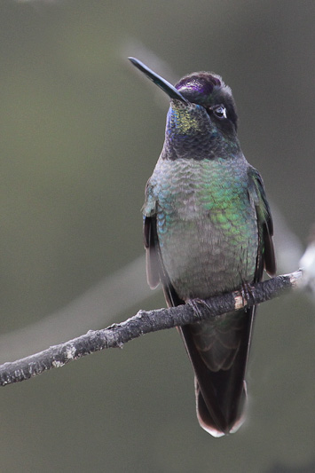 Magnificent Hummingbird