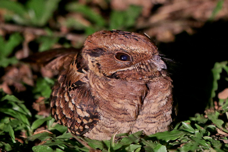 Common Pauraque