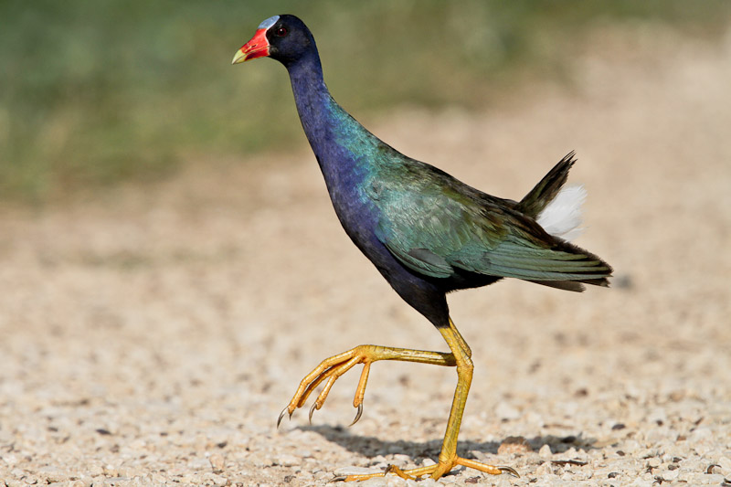 Purple Gallinule