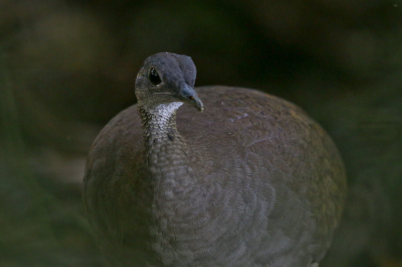 Great Tinamou