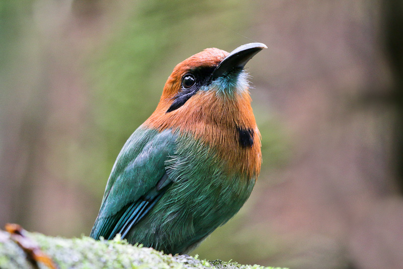 Broad-billed Motmot