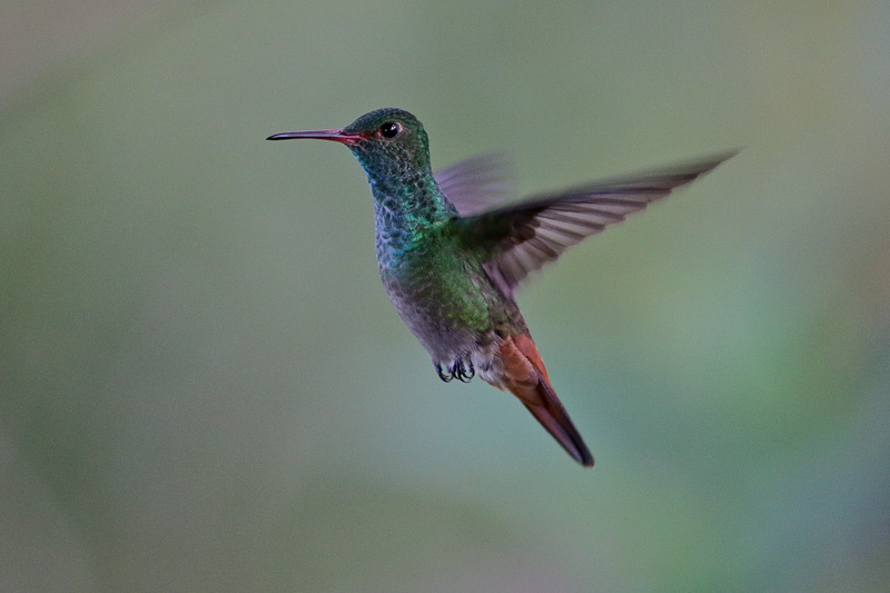 Rufous-tailed Hummingbird