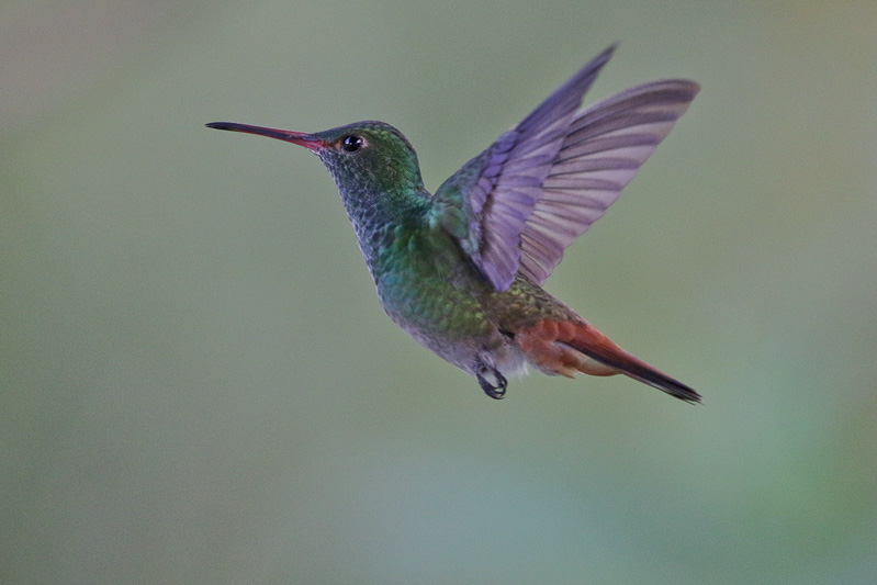 Rufous-tailed Hummingbird