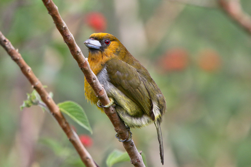 Prong-billed Barbet 