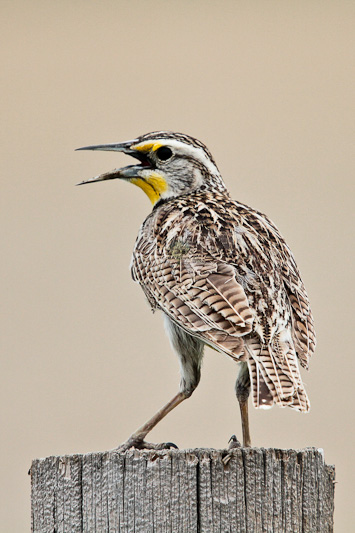 Western Meadowlark