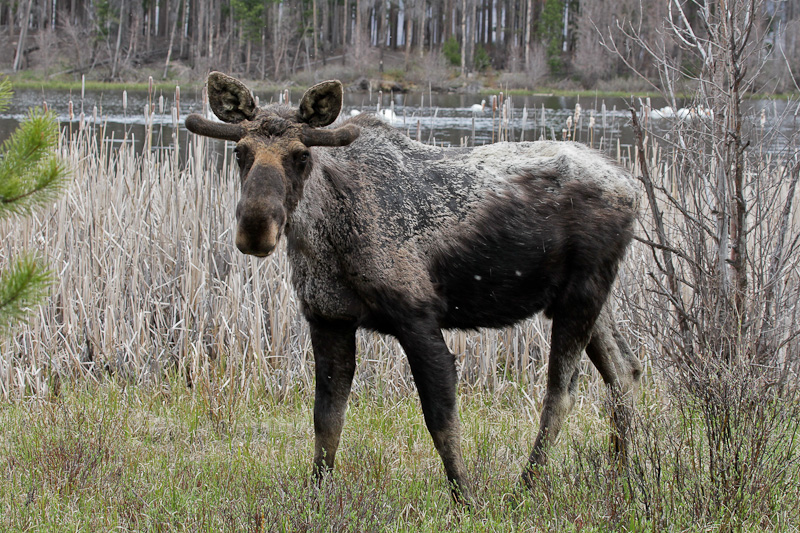 Moose 