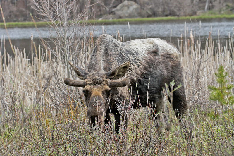 Moose