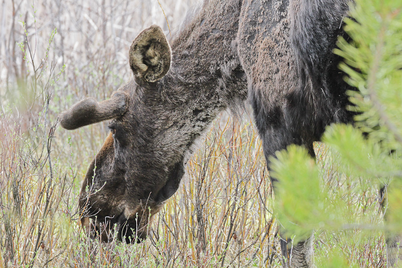 Moose