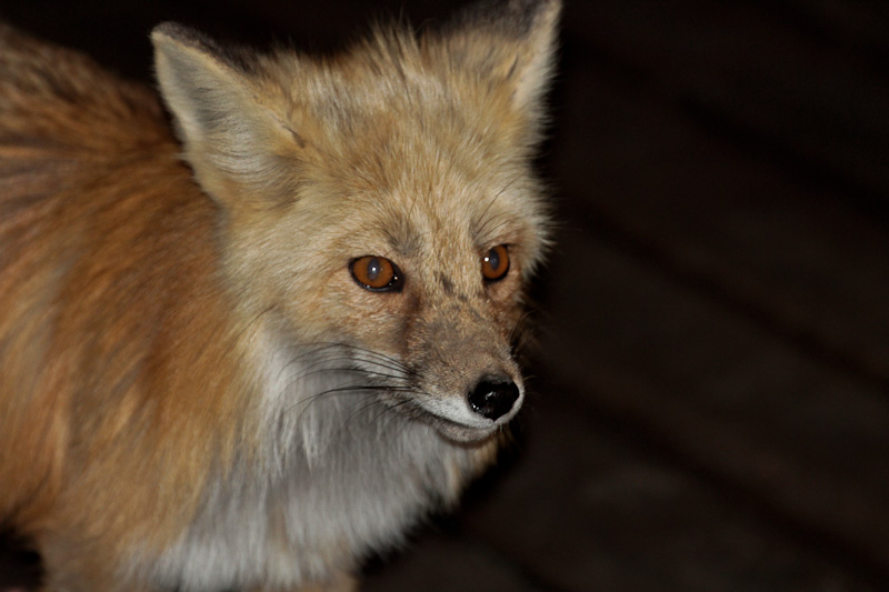 Red Fox