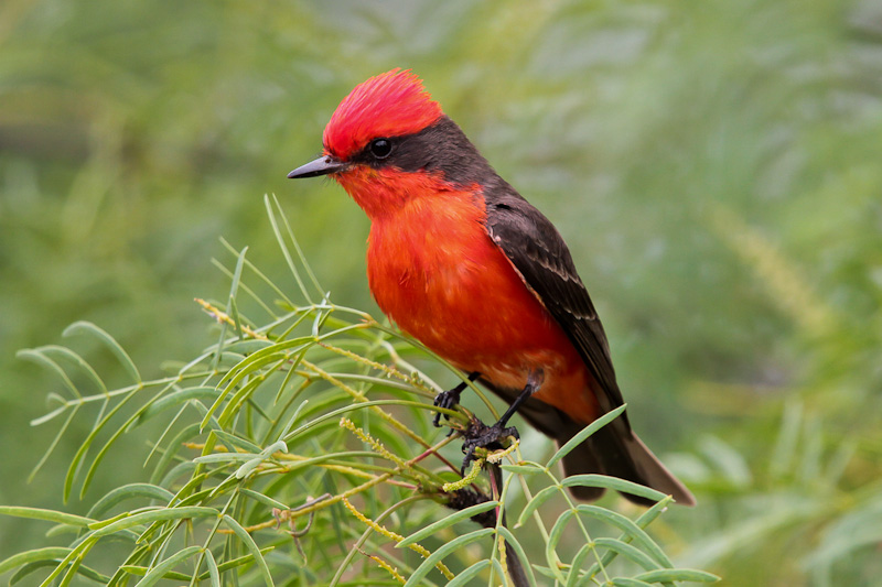 Vermilion Flycatcher