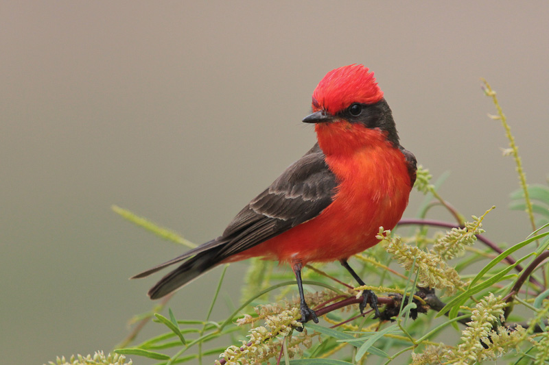 Vermilion Flycatcher
