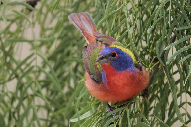 Painted Bunting