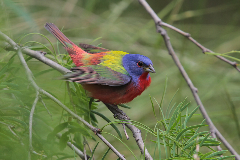 Painted Bunting