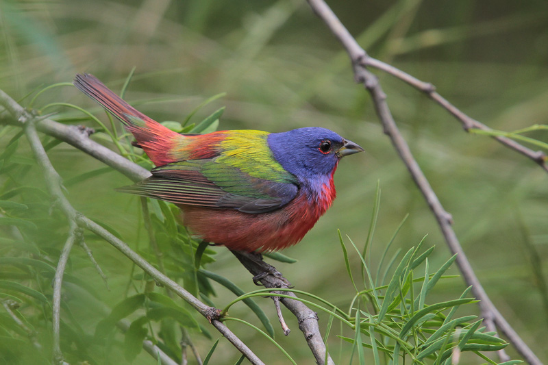 Painted Bunting