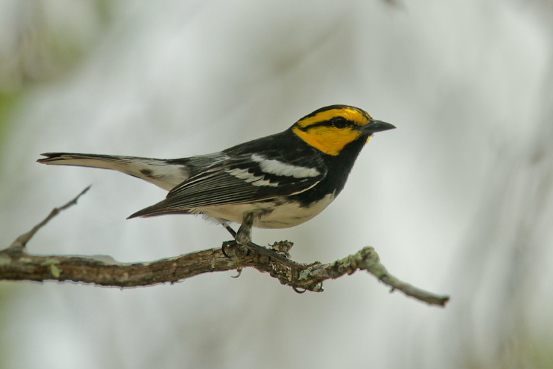 Golden-cheek Warbler