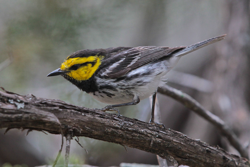 Golden-cheek Warbler