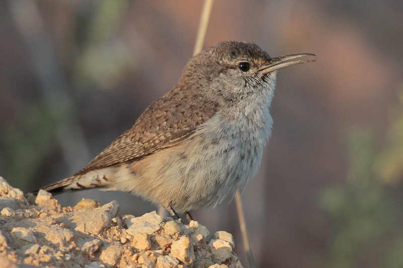 Rock Wren 