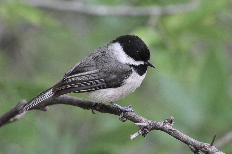 Carolina Chickadee