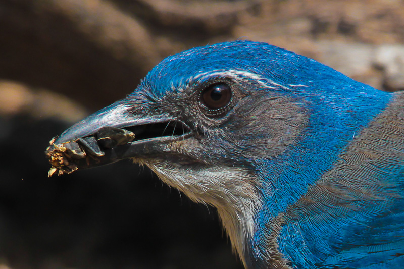 Western Scrub Jay