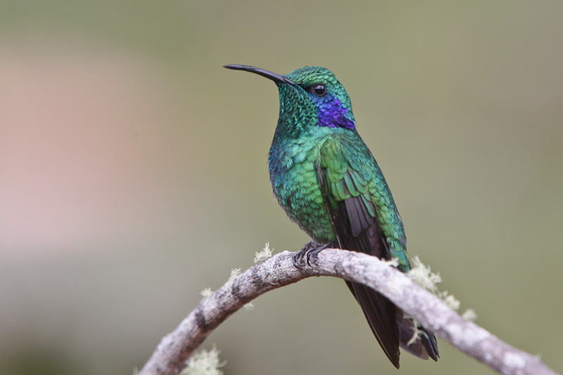 Green Violet-ear