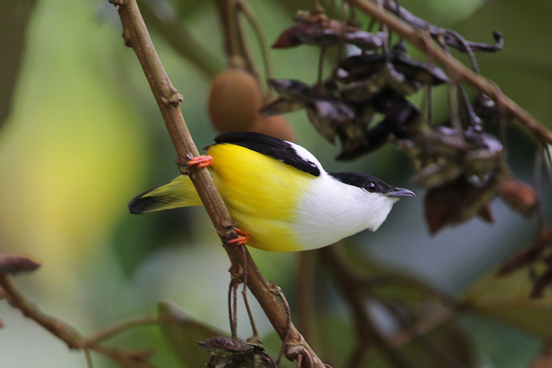 White-collared Manakin
