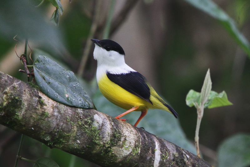 White-collared Manakin