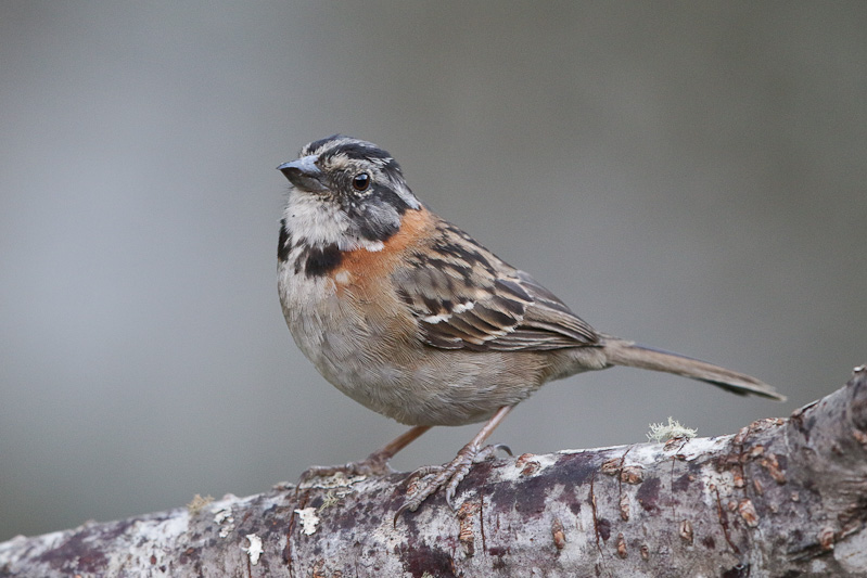 Rufous-collared Sparrow