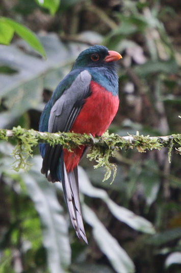 Slaty-tailed Trogon 