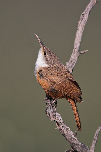 Canyon Wren