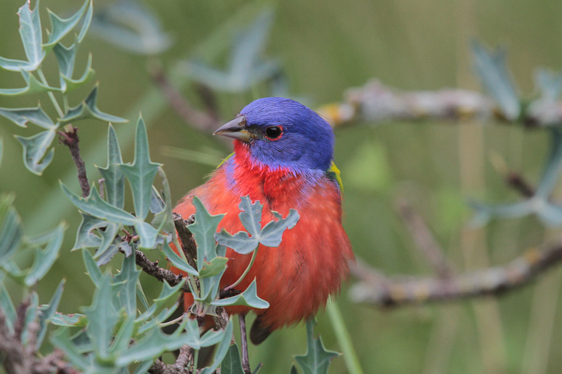 Painted Bunting