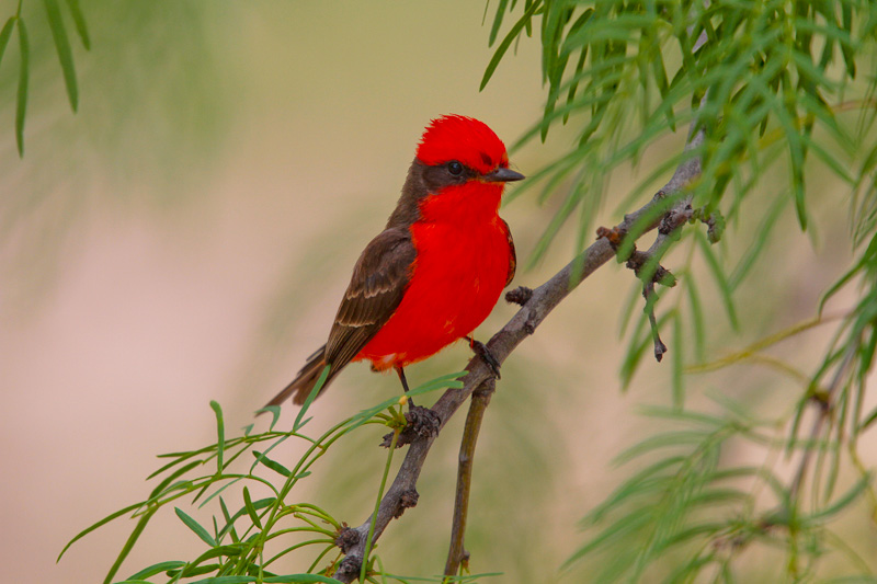 Vermilion Flycatcher
