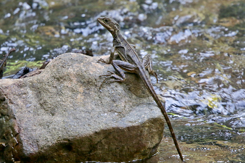 Common Basilisk