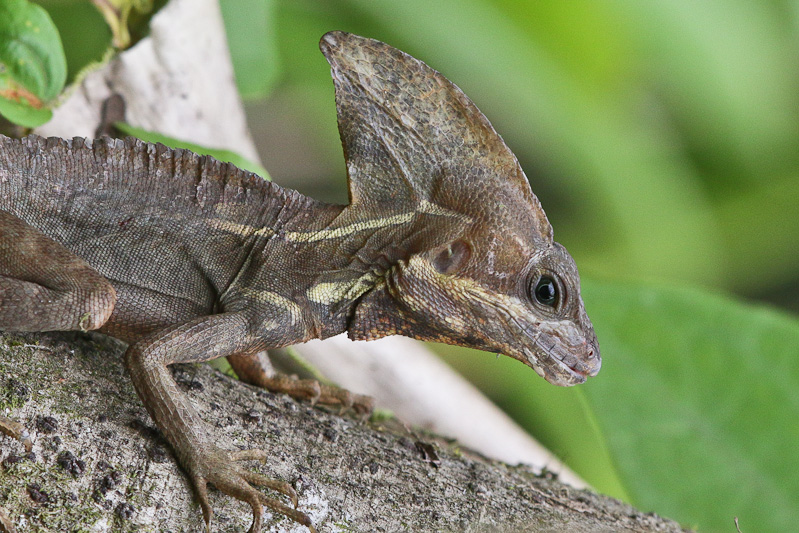Common Basilisk
