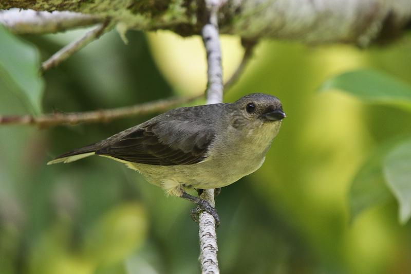 Plain-colored Tanager