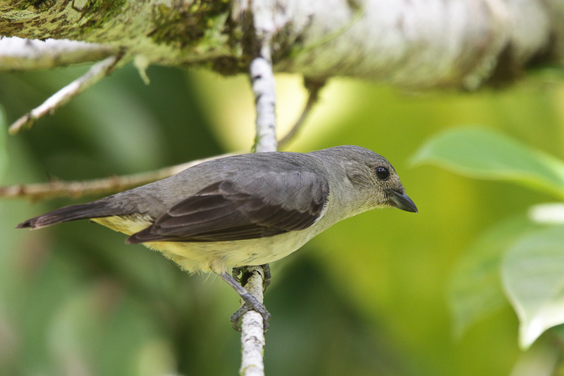 Plain-colored Tanager