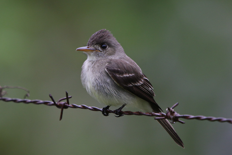 Tropical Pewee