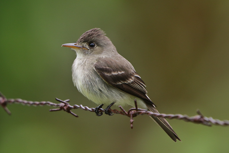 Tropical Pewee