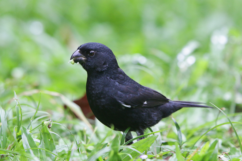 Variable Seedeater