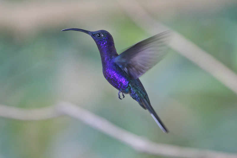 Violet Sabrewing